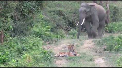 Elephant’s path is blocked by a tiger. Watch what happens next | Trending - Hindustan Times