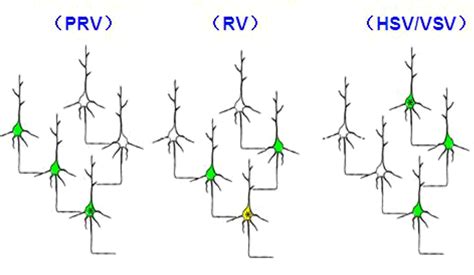 neuronal tracing studies