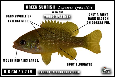 Green Sunfish (Lepomis cyanellus) — Koaw Nature