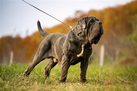 Neapolitan Mastiff Wallpapers - Wallpaper Cave