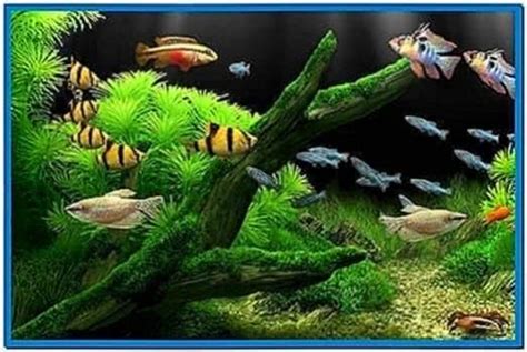 Best Mac Aquarium Screensaver - Download-Screensavers.biz