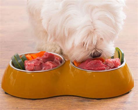 Ketogenic Diet for Dogs | UK Pets