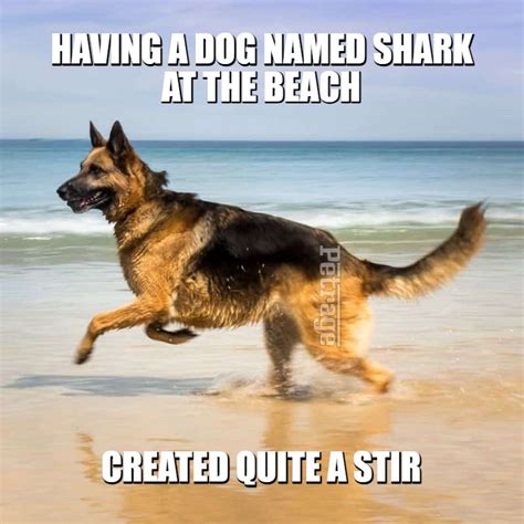 GSD Shark Meme