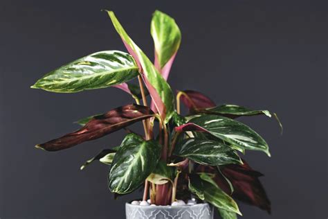 Calathea: how to care for, repot & propagate - Plantura