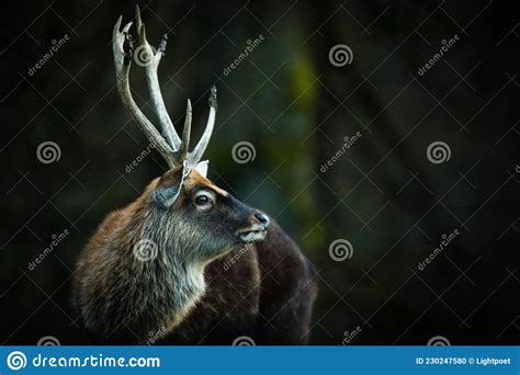 Red Deer Stag in Its Natural Habitat Stock Photo - Image of colors, autumn: 230247580