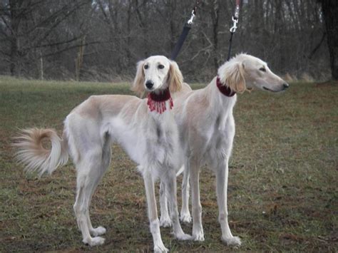 Saluki Dog Info, Temperament, Puppies, Pictures