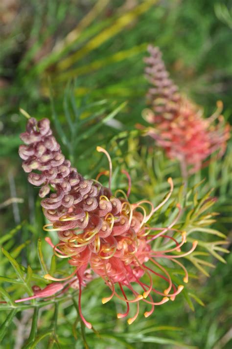 A Passion for Flowers: 5 Reasons to Love Grevillea Flowers