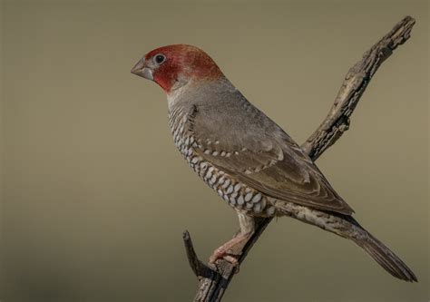 Red-Headed Finch – AZ Birds