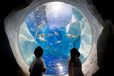 National SEA LIFE Centre Birmingham - Home to the UK’s Only 360-Degree Ocean Tunnel - Go Guides