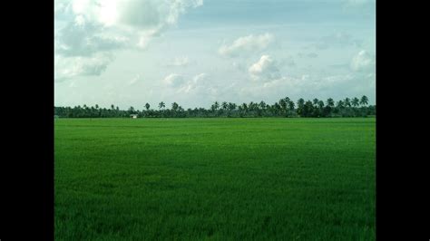 A Report About Paddy Fields of Kerala - YouTube