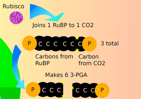 Calvin Cycle (Dark Reaction) — Equation & Steps - Expii