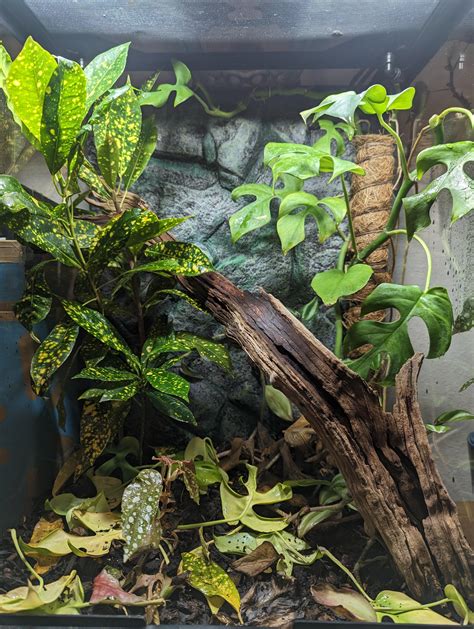 Recommendations for improving my vivarium? : r/Vivarium