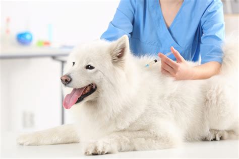 Veterinary Services in Delaware | Willow Grace Veterinary Hospital