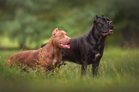 Cane Corso Pitbull Mix: A Guide to the American Pit Corso Dog - Pets Nurturing