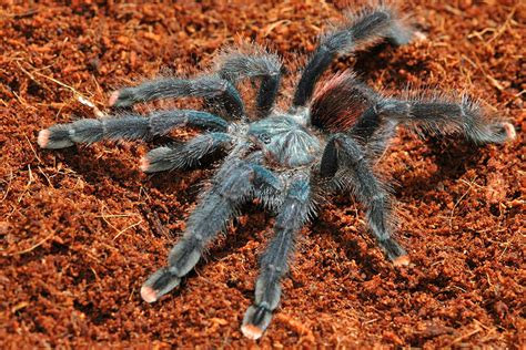 Tarantula | San Diego Zoo Animals & Plants