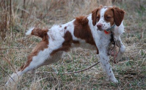 Otter Creek Brittanys | Hunting Dog Breeders