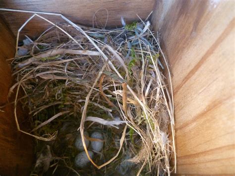 Linacre Blogger: House Sparrow Nest