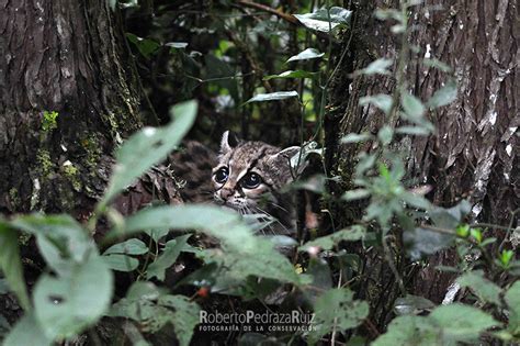 Protecting Wild Cat Habitat - GlobalGiving