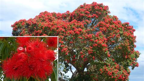 Corymbia ficifolia – Karin's Garden