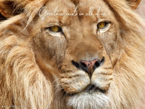 Lion - Motivational Poster - Crown Office Supplies