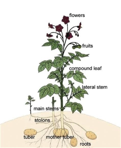 How to grow potatoes - Haifa Group