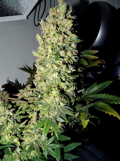 Week-by-Week Cannabis Flowering Stage Timeline | Grow Weed Easy