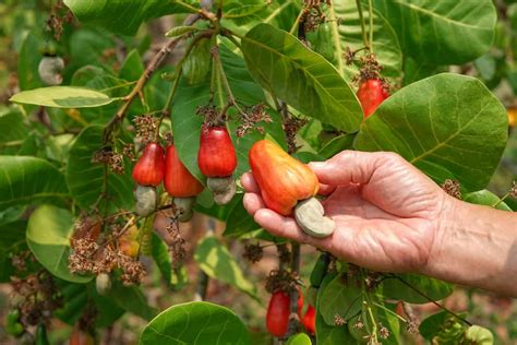 The Process of Harvesting Cashews - Beyond