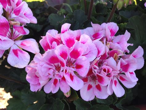 Geranium 'Presto Pink Sizzle' - sizzling! | Geraniums, Plants, Flowers