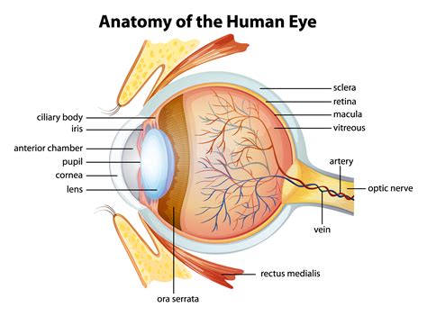 Natural Treatment for Eye Infections: Inflammation & Other Symptoms | Natural Remedies.org