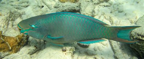 Queen Parrotfish | Mexican Fish.com