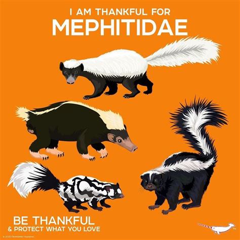 an orange background with four different types of skunks and the words i am thank for mephiidae