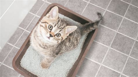 Which Cat Litter Is More Sustainable? | SustainabilityNook