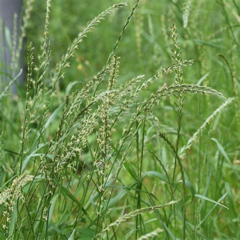 Perennial Ryegrass (Lolium perenne) - Great Basin Seeds