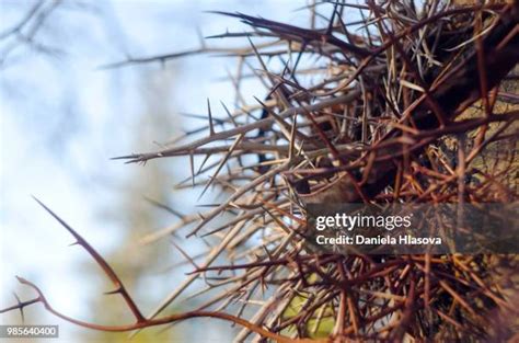 Gleditsia Tree Photos and Premium High Res Pictures - Getty Images