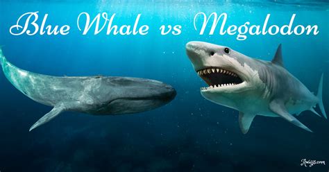 Blue Whale versus Megalodon [Everything you need to know]