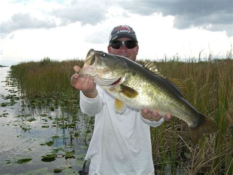 Largemouth Bass Fish | Bass fishing tips, Bass fishing, Fish