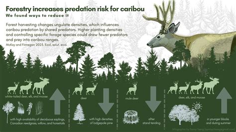 Ways to Decrease Predation Risk for Caribou in Forest Harvest Blocks - fRI Research