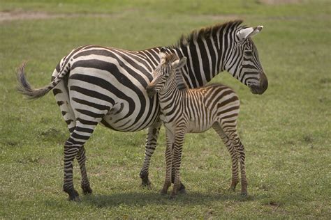 Baby zebras are the best... | Baby zebra, Mother and baby animals, Cute funny animals