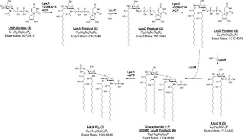 The Raetz pathway for LPS biosynthesis in Gram-negative bacteria.... | Download Scientific Diagram