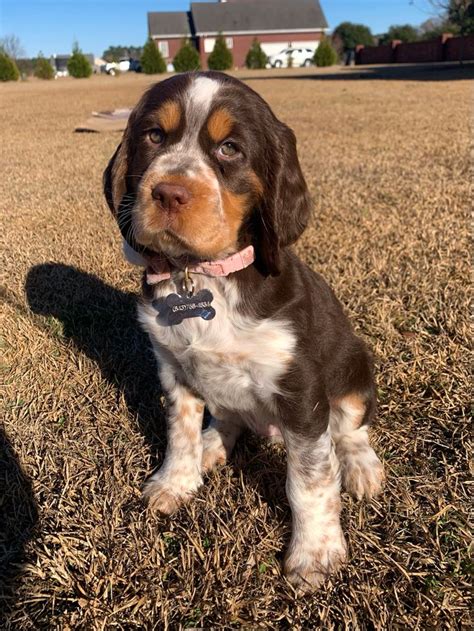 Liver tri roan English Springer spaniel ~ Dolly | Spaniel puppies ...