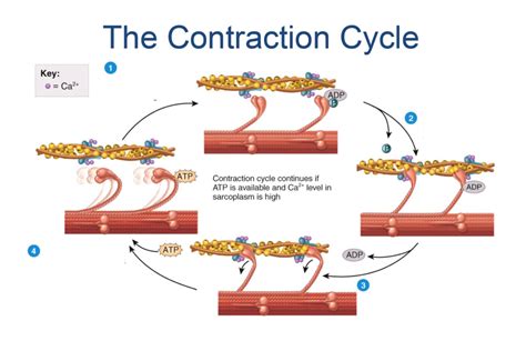 muscle contraction Diagram | Quizlet