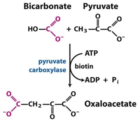 Pyruvate Carboxylase Mechanism