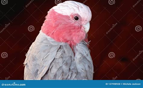 Talking Pet Australian Cockatoo Stock Photo - Image of colorful, perch ...