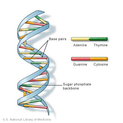 What is DNA Sequencing and how does it work? | Experiment