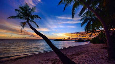 Palmeras en playa al atardecer Fondo de pantalla 4k HD ID:4608