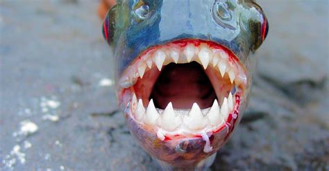 Discover The Largest Piranha Ever - A-Z Animals