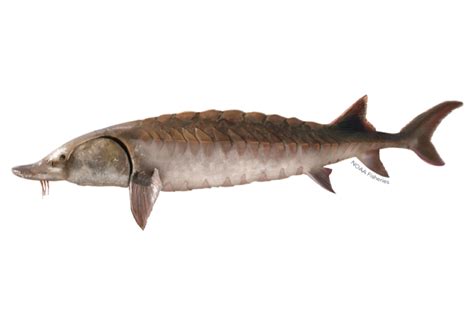 Atlantic Sturgeon | NOAA Fisheries