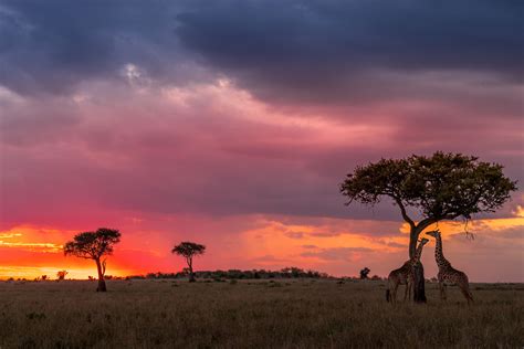 Find Masai Mara Game Reserve, Kenya Hotels- Downtown Hotels in Masai Mara Game Reserve ...