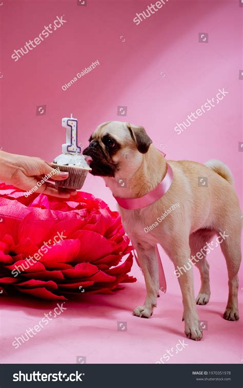 Funny Birthday Dog Eating Cake One Stock Photo 1970351978 | Shutterstock