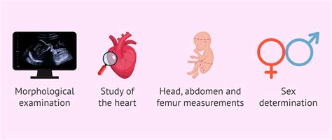 Ultrasounds during the second trimester of pregnancy